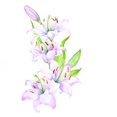 Fototapeta na wymiar Bouquet white lilies, pink lilies, flowers and buds watercolor flower arrangement