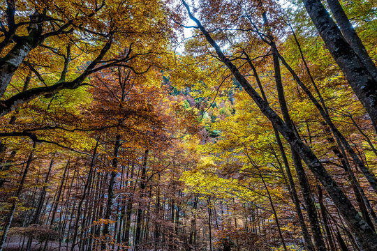 Colorful beech fall forest in Ordesa and Monte Perdido NP, Pyrenees, Aragon in Spain