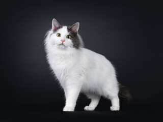 Expressive young Turkish Van cat, standing side ways. Looking towards camera. Isolated on a black backgroud.