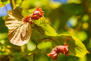 Hazelnut grow on tree in garden.