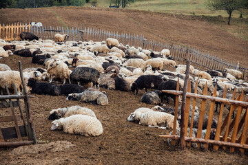 Large flock of sheep gathered in a traditional rustic sheep pen  - 479741443