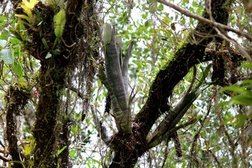planta flor bromélia - bromeliaceae