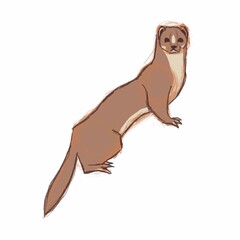 Isolated sketch of a brown weasel in a pose