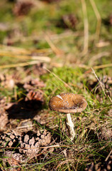Nahaufnahme eines Pilz im Wald. Pilze sind teilweise giftig und teilweise essbar.

