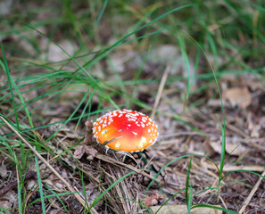 Nahaufnahme eines Pilz im Wald. Pilze sind teilweise giftig und teilweise essbar.
