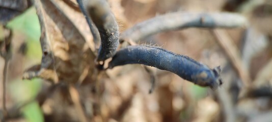 close up view of a grass