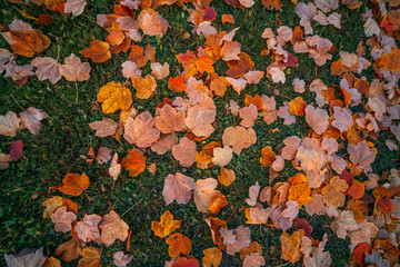 autumn leaves on grass texture or background