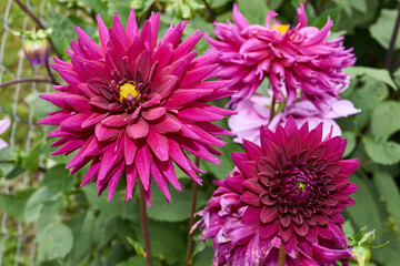 Dahlias are blooming in the garden of the country house. Dahlia (lat. Dahlia) is a genus of perennial herbaceous plants of the Asteraceae family with tuberous roots and large flowers of bright color.
