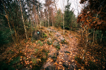 tourist path at autumn in the forest