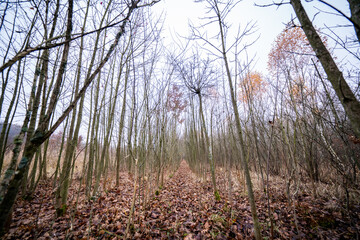 morning in the forest