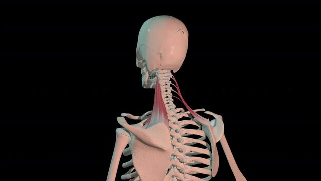 Levator Scapulae Muscles Full Rotation Loop