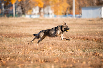 Beautiful dog breed German Shepherd in autumn 