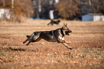 Beautiful dog breed German Shepherd in autumn 