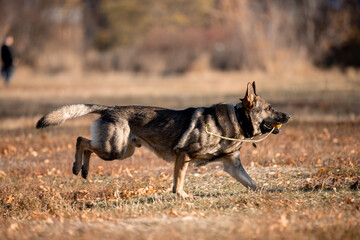 Beautiful dog breed German Shepherd in autumn 