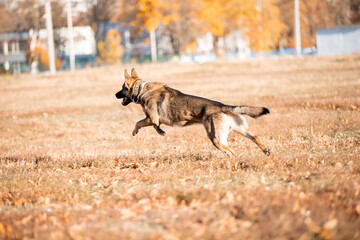 Beautiful dog breed German Shepherd in autumn 