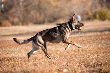 Beautiful dog breed German Shepherd in autumn 