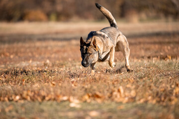 Beautiful dog breed German Shepherd in autumn 