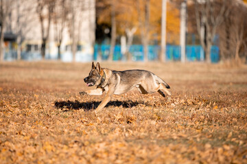 Beautiful dog breed German Shepherd in autumn 