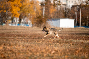 Beautiful dog breed German Shepherd in autumn 