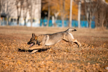 Beautiful dog breed German Shepherd in autumn 