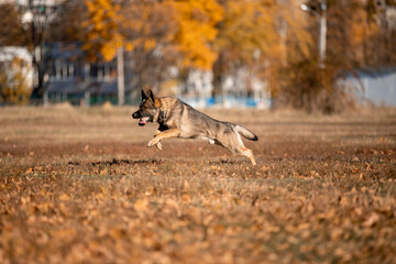 Beautiful dog breed German Shepherd in autumn 