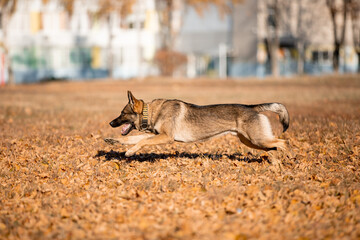Beautiful dog breed German Shepherd in autumn 