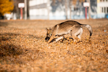 Beautiful dog breed German Shepherd in autumn 