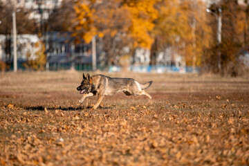 Beautiful dog breed German Shepherd in autumn 