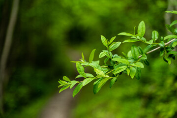 Fototapeta na wymiar Green leaves with a soft background