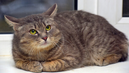 smoky tabby cat on the background of a window