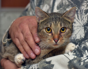 cute striped cat with white paws in arms