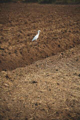 Flamingo birds standing in agriculture field.