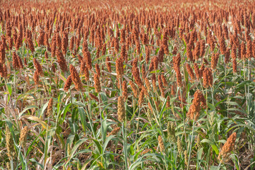 millet fields, or sorghum. are ready for harvest.