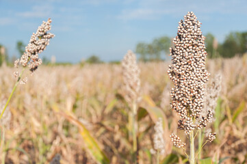 Millet or Sorghum an important cereal crop in field. are ready for harvest. It is a major source of grain and feed for livestock