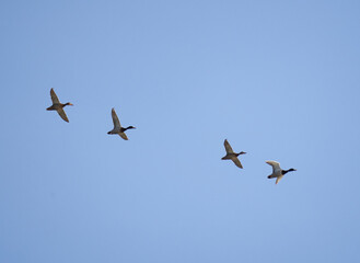 Wild ducks in flight