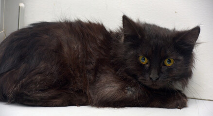black fluffy kitten with a smoky undercoat