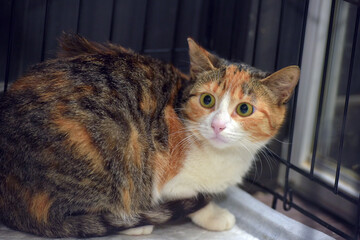 scared cat in a cage in an animal shelter