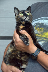 young cute tortoiseshell cat in hands