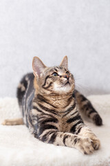 A kitten with black streaks on its fur lies on its couch and follows the toy out of the frame with its eyes