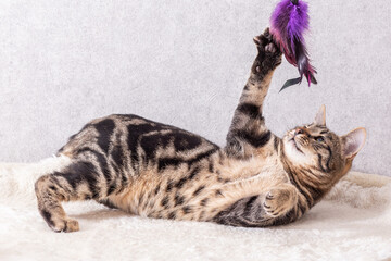 A gray striped kitten is playing with a toy made of purple feathers