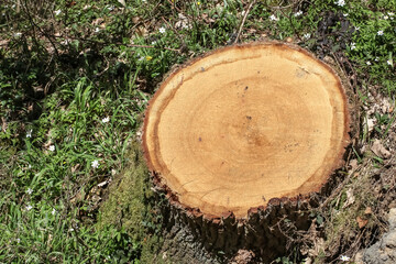 Querschnitt durch den Stamm einer Eiche, Quercus