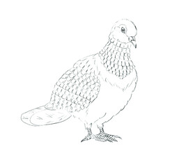 Pencil sketch of a dove sitting on a branch on white paper. Fine freehand drawing in minimalistic style. Monochrome creative vector artistic background. Sloppy hand-drawn black and white illustration.