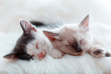 Couple little happy Cute kittens in love sleep together on white fluffy plaid. Portrait of two cats pets animal comfortably sleep relax at cozy home. Kittens noses closeup banner for Valentine Day.