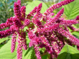 Amaranth flowers and plant, top view, garden in Siberia Russia.