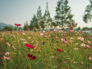 Colorful cosmos blooming in the field (들판에 핀 알록달록 코스모스)