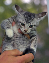 gray with white tabby kitten in hands