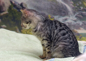 young one-eyed affectionate playful kitten