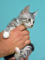gray with white tabby kitten in hands - 479747634