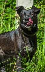 black dog mongrel on a leash in summer