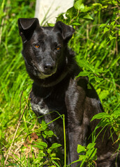 black dog mongrel on a leash in summer
